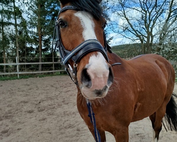 Dressurpferd Cheremio (Deutsches Reitpony, 2012, von FS Cracker Jack)