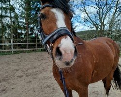 dressage horse Cheremio (German Riding Pony, 2012, from FS Cracker Jack)