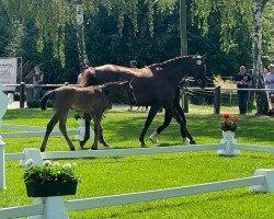 foal by Elsa KD (Westphalian, 2024, from Escanto PS OLD)