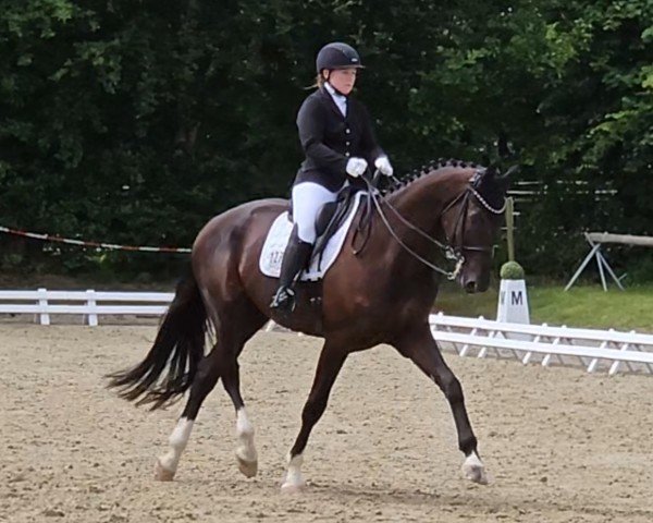 dressage horse Dominikus de Cologne (Hanoverian, 2016, from De Niro)