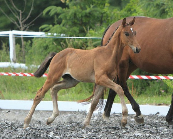 dressage horse Zauberland (Trakehner, 2013, from Private Passion)