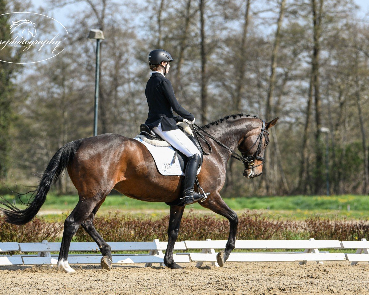 dressage horse Vanity Fair 14 (Oldenburg, 2005, from Samba Hit I)
