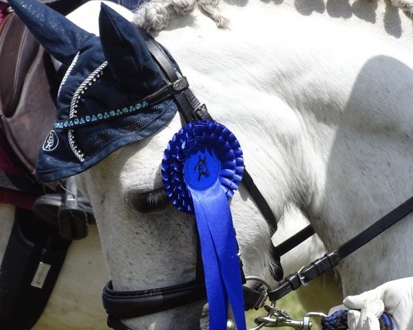 dressage horse Butterfly (unknown, 2016)