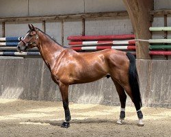 Springpferd Light Balou (Hannoveraner, 2016, von Light my Fire)