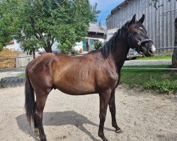 Pferd Alossow (Trakehner, 2022, von Lossow)