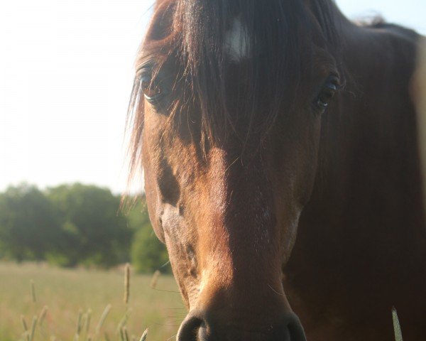 Springpferd Cool Floh (Deutsches Reitpony, 2001, von Dressman)