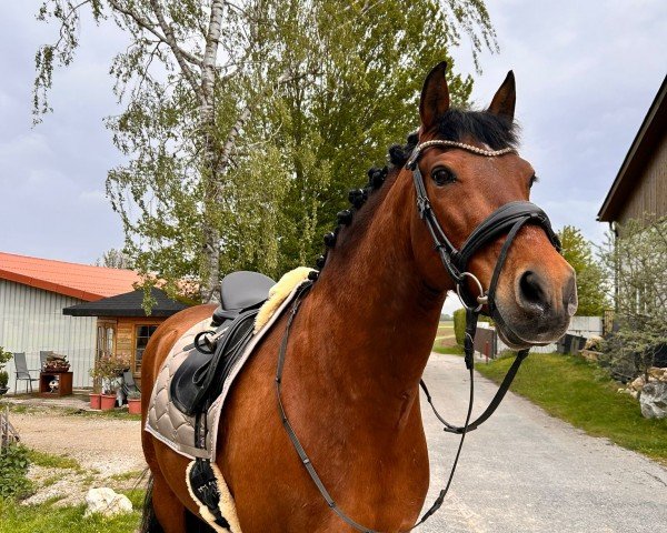 Pferd Deseado CCLXV (Pura Raza Espanola (PRE), 2011, von Americano XXXIII)