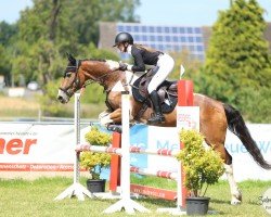 jumper Sally Sapphire (Irish Sport Horse, 2006)