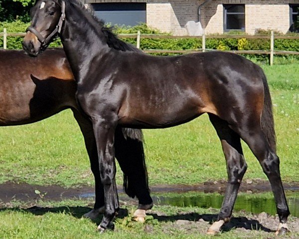 dressage horse Solana Saint Tropez (Hanoverian, 2023, from Skyline To B)