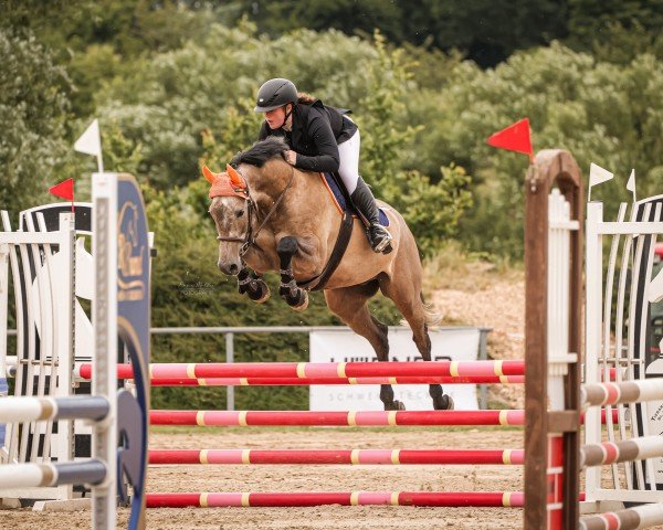 jumper Verstappens Orange Army (Holsteiner, 2019, from Colman)