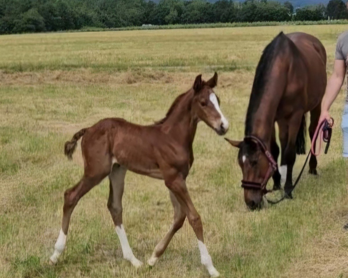 jumper Coco's Cannonball CS (German Sport Horse, 2024, from Comanchero)