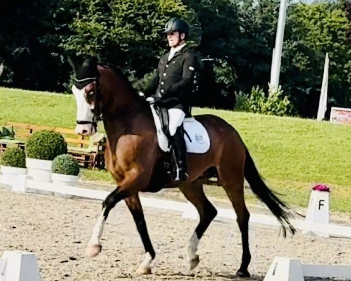 dressage horse Du Pont H (Westphalian, 2018, from De Niro's Erbe H)