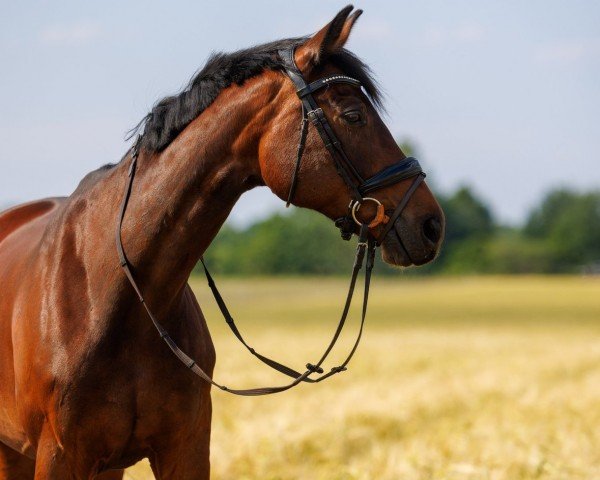 dressage horse Sineta 3 (German Sport Horse, 2009, from Hochmeister)