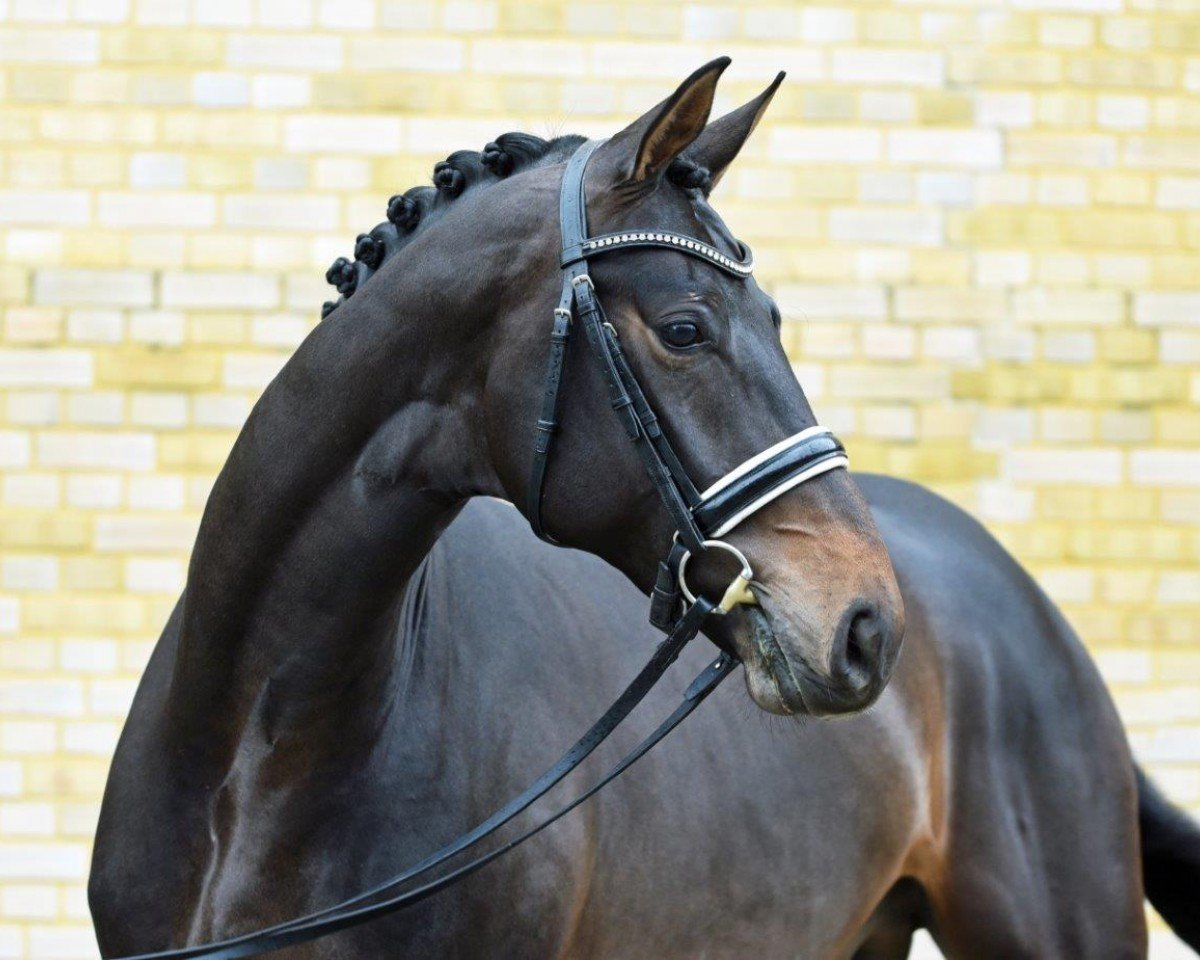 stallion Morrison (Oldenburg, 2021, from Morricone)