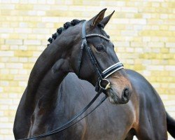 dressage horse Morrison (Oldenburg, 2021, from Morricone)