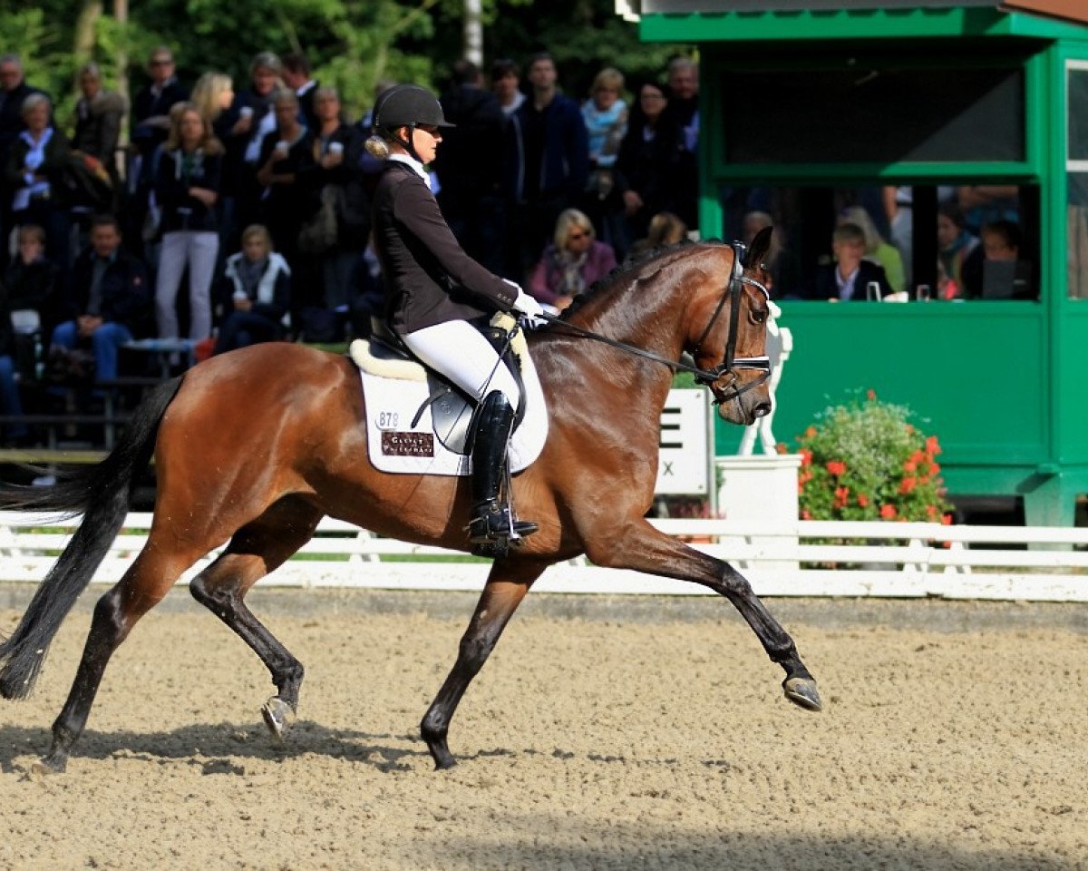 Zuchtstute Standing O'Vation TSF (Trakehner, 2010, von Imperio 3)
