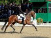 dressage horse Standing O'Vation TSF (Trakehner, 2010, from Imperio 3)