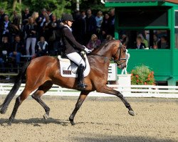 dressage horse Standing O'Vation TSF (Trakehner, 2010, from Imperio 3)