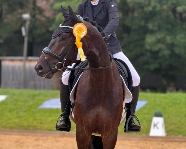 dressage horse Zalissimo (German Sport Horse, 2020, from Birkhof's Zalando OLD)