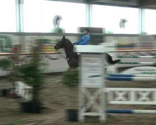 Hallen-Reit- und Springturnier des RV Suedlohn-Oeding für Ponys und Großpferde 2012
