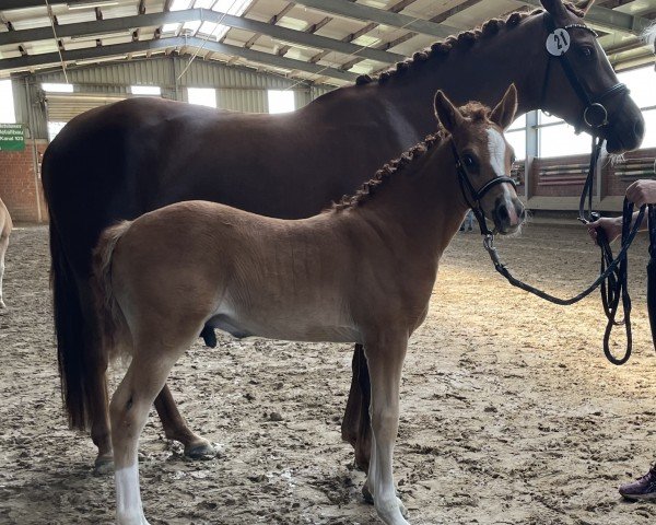 foal by Diamantio (German Riding Pony, 2024, from Diamond Touch NRW)