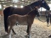 foal by Diamantio (German Riding Pony, 2024, from Diamond Touch NRW)