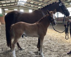 Fohlen von Diamantio (Deutsches Reitpony, 2024, von Diamond Touch NRW)