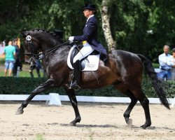 dressage horse Sergeant Pepper TSF (Trakehner, 2000, from Exclusiv)