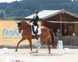 dressage horse Fürstenkind von Westfalen (Westphalian, 2017, from Tannenhof's Fahrenheit)