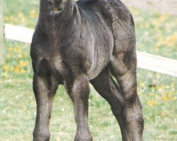 horse Rainhill Magician (Welsh-Cob (Sek. D), 1997, from Nebo More Magic)