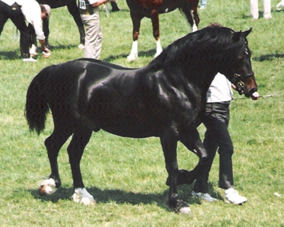 stallion Tyreos More Magic (Welsh-Cob (Sek. D), 1987, from Nebo More Magic)