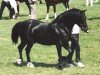 stallion Tyreos More Magic (Welsh-Cob (Sek. D), 1987, from Nebo More Magic)