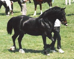 stallion Tyreos More Magic (Welsh-Cob (Sek. D), 1987, from Nebo More Magic)