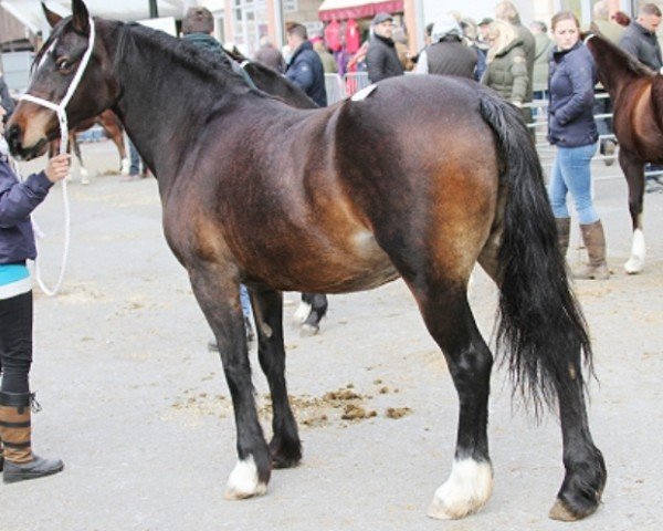 horse Cefngarn Mandy (Welsh-Cob (Sek. D), 2002, from Penralltgoch Daniel)