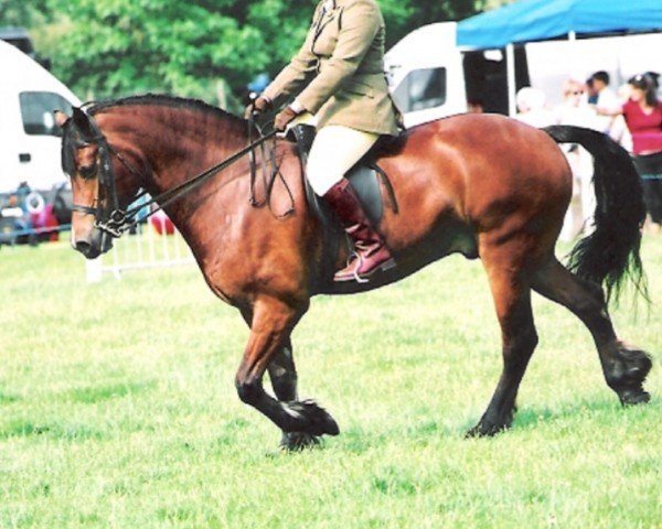 Pferd Un Waith Eto (Welsh-Cob (Sek. D), 2001, von Penralltgoch Daniel)