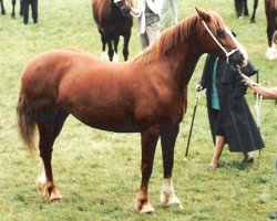 Zuchtstute Bolgoed (S) Useful Una (Welsh-Cob (Sek. D), 1984, von Dilys Golden Flute)