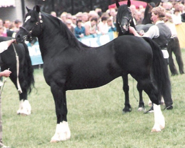 stallion Ffoslas Caradog Ap Dafydd (Welsh-Cob (Sek. D), 1978, from Brenin Dafydd)