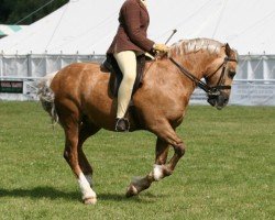 horse Terackie Golden Charm (Welsh-Cob (Sek. D), 2000, from Terackie Winter Shadow)