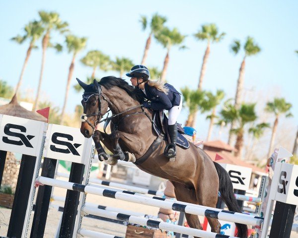 jumper Con Kalissy D (German Sport Horse, 2018, from DSP Con Spirit)