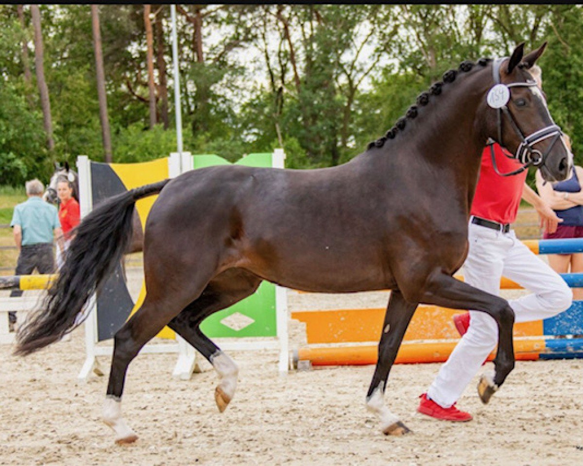 broodmare Ginny Weasley WE (German Riding Pony, 2020, from Neverland WE)