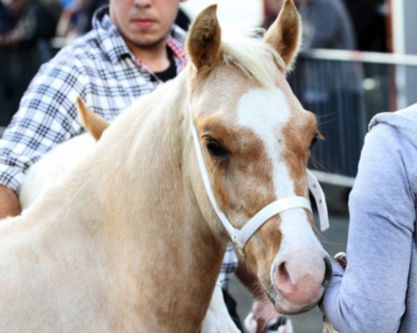 Pferd Terackie Xanto (Welsh-Cob (Sek. D), 2013, von Terackie Winter Shadow)