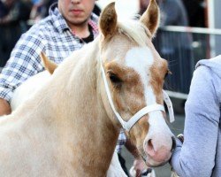 horse Terackie Xanto (Welsh-Cob (Sek. D), 2013, from Terackie Winter Shadow)