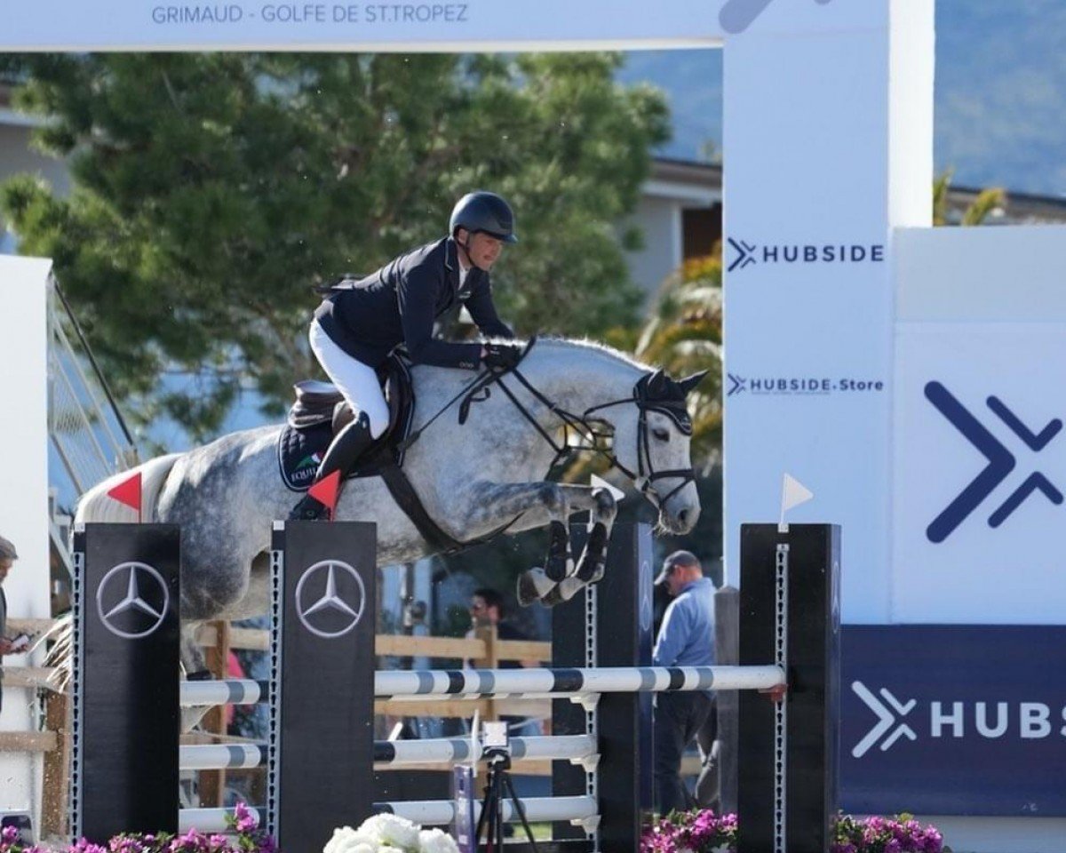 jumper Con Curly D (Oldenburg show jumper, 2017, from DSP Con Spirit)