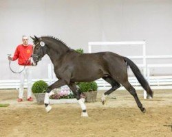 dressage horse Netflix (German Riding Pony, 2021, from Neverland WE)