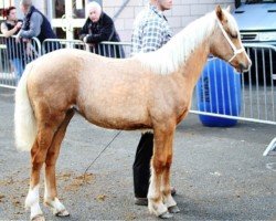 Pferd Terackie Indian April (Welsh-Cob (Sek. D), 2013, von Terackie Winter Shadow)