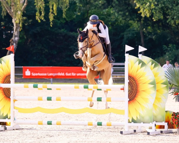 stallion Rocket d´Alpen (German Riding Pony, 2018, from Rob Roy van Het Klavertje)