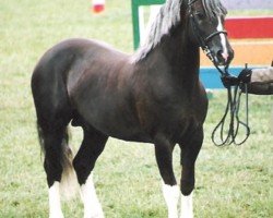 horse Rainhill King Flyer (Welsh-Cob (Sek. D), 1993, from Ystrad Dewi Flyer)