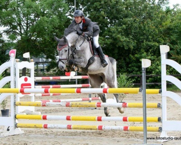 jumper Collin 103 (Oldenburg show jumper, 2007, from Clinton H)