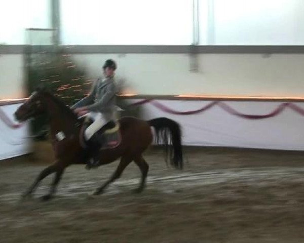 Hallen-Reit- und Springturnier des RV Suedlohn-Oeding für Ponys und Großpferde 2012