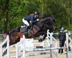 jumper California 150 (Deutsches Sportpferd, 2014, from Copin van de Broy)